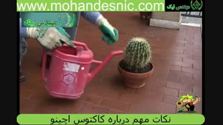 نکات مهم درباره کاکتوس اچینو