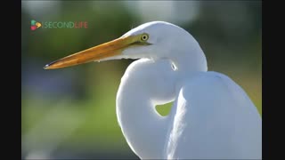 داستان بسیار زیبا بنام درنای سفید