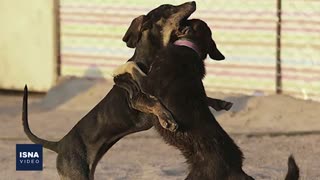 چند سگ در تهران عقیم‌ شده‌اند؟