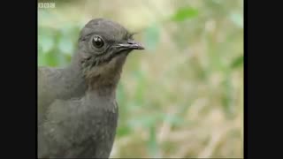 پرنده ای زیبا که صدای عجیبی دارد