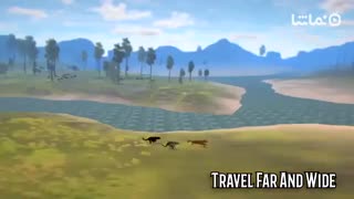 Cougars of the Forest