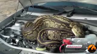 پناه گرفتن مار پیتون در کاپوت ماشین