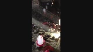 فروش جوجه 1 ماهه گلپایگان09121986651