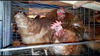 مرغ لوهمن دم طلایی تخم گذار09121986651