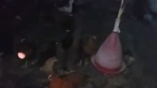 فروش مرغ بومی 6 ماهه09121986651