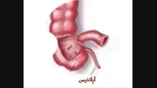 اندام وستیجیال