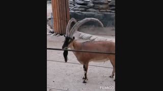 چالش راچل + بز ریش پروفسوری