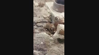 واقعا هر وقت اینو میبینم گشنم میگیره