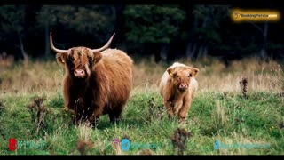 سفر به طبیعت بی نظیر اسکاتلند با موسیقی جادویی دیوید امان و تروور دی مایر - بوکینگ پرشیا bookingpersia