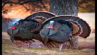 فروش تخم نطفه دار بوقلمون، ارزان، باکیفیت وتازه