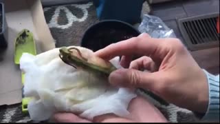 هسته انبه را دور نیندازید و به راحتی پرورش دهید