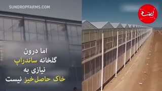 کشت گوجهفرنگی با آب دریا و آفتاب؟