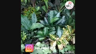 معرفی خاک گیاهان آپارتمانی