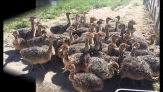 فروش تخم شترمرغ نطفه دار مرغوب مخصوص جوجه کشی