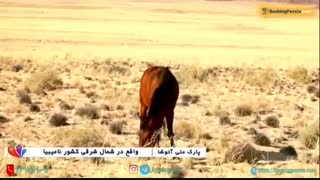 پارک ملی آتوشا، گنجینه حیات وحش در نامیبیا - بوکینگ پرشیا bookingpersia