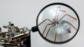 چطور یک ربات عنکبوتی کنترل دار بسازید؟