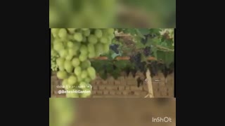 برداشت سالیانه 3 تن انگور از پشت بام خانه!
