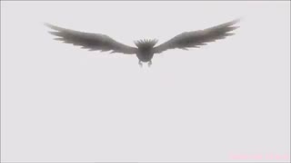 [AMV] - Little Crow. Haikyuu, Hinata Shoyo!