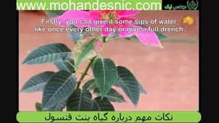 نکات مهم درباره بنت قنسول