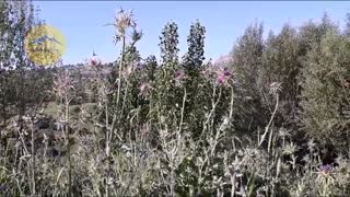 عسل طبیعی