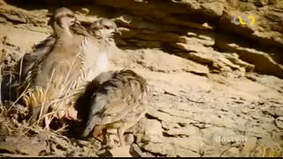 مستند حیات وحش استان زنجان