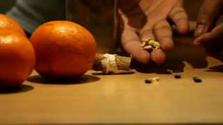 آموزش کاشت درخت مرکبات