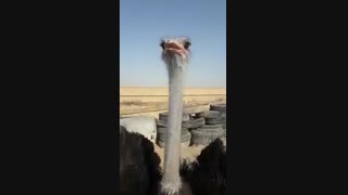 فروش شتر مرغ بالغ09123968671