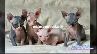 عجیب ترین حیوانات