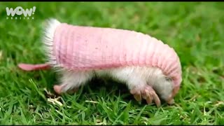 ترسناک ترین موجودات