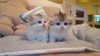 مجموعه کلیپ های بامزه از گربه ها