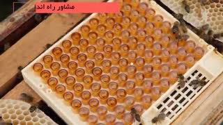 آموزش پرورش زنبور عسل