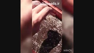 نحوه کاشت بذر نعناع سیب و انواع نعناع