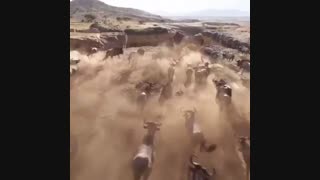 تریلر بلوری فیلم لایو اکشن شیر شاه - The Lion King