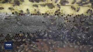 نخستین جشنواره و نمایشگاه بین‌المللی عسل در ارومیه