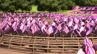 کودمخصوص  زعفران ادن