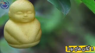 گران ترین میوه های جهان