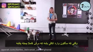 ویدیوی آموزش باز کردن درها به سگ