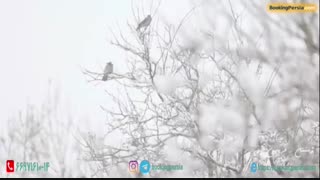 فریدون شهر زیباترین شهر زمستانی ایران و اقامتگاه مهاجران - بوکینگ پرشیا