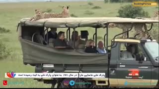 شکارگاه ماسای مارا در کنیا، حمله یوزپلنگ ها به ماشین گردشگران - بوکینگ پرشیا