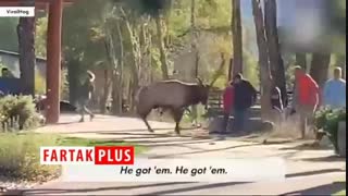 حمله یک گوزن به بازدیدکنندگان در پارک جنگلی