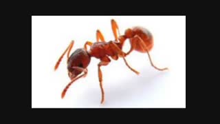 قویترین سم کشنده حشرات بایر سم