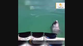 ویدیو جدید دلفینی که زبالهها را تفکیک میکند