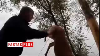 نجات یک گوزن توسط مرد دلسوز