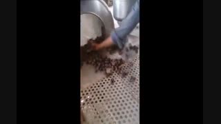 روغن زن خرما ( پولیش خرما)