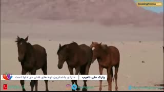 پارک ملی نامیب، حیات وحش و طبیعتی هیجان انگیز در آفریقا - بوکینگ پرشیا