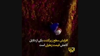 چرا قیمت زعفران نصف شد؟