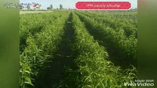 نهالستان پایتخت پیام در رشت
