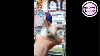 انواع خرگوش های مجموعه کیتی پت