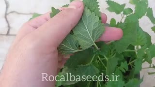 آموزش کاشت گیاه دارویی فرنجمشک