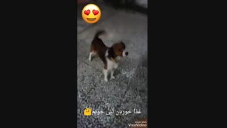 وقتی عشق جانم خیلی گشنشهه